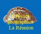 Cypraea mappa geographica, Sch & Schilder 1933